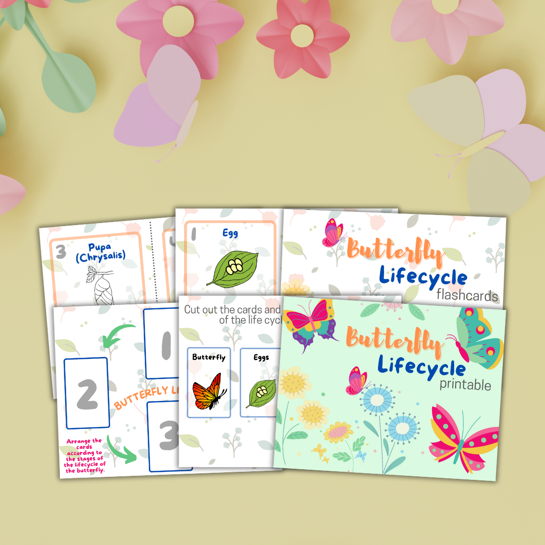 Butterfly Lifecycle