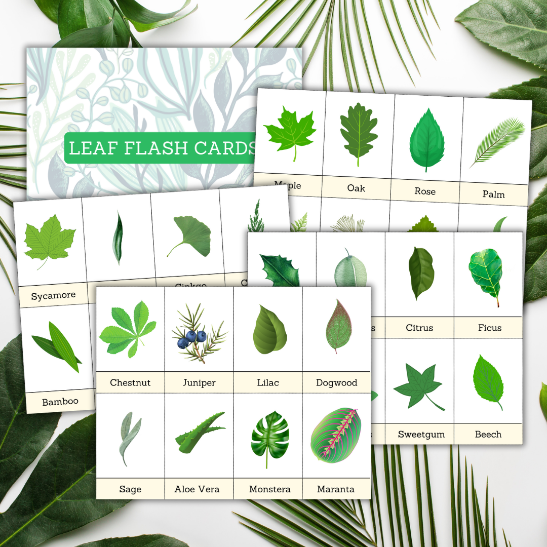 Leaf Flash Cards