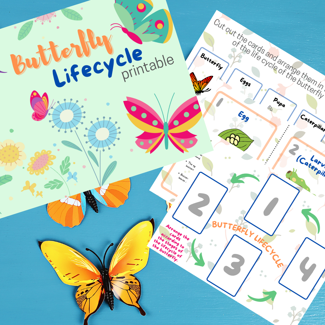 Butterfly Lifecycle