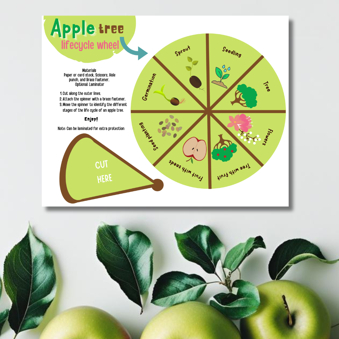 Apple Tree Lifecycle Wheel