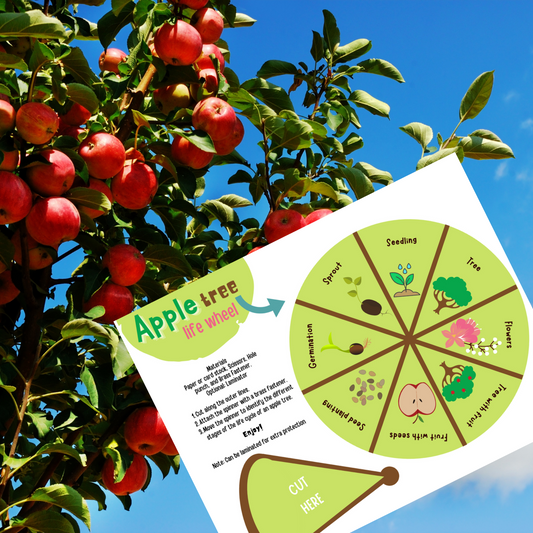 Apple Tree Lifecycle Wheel
